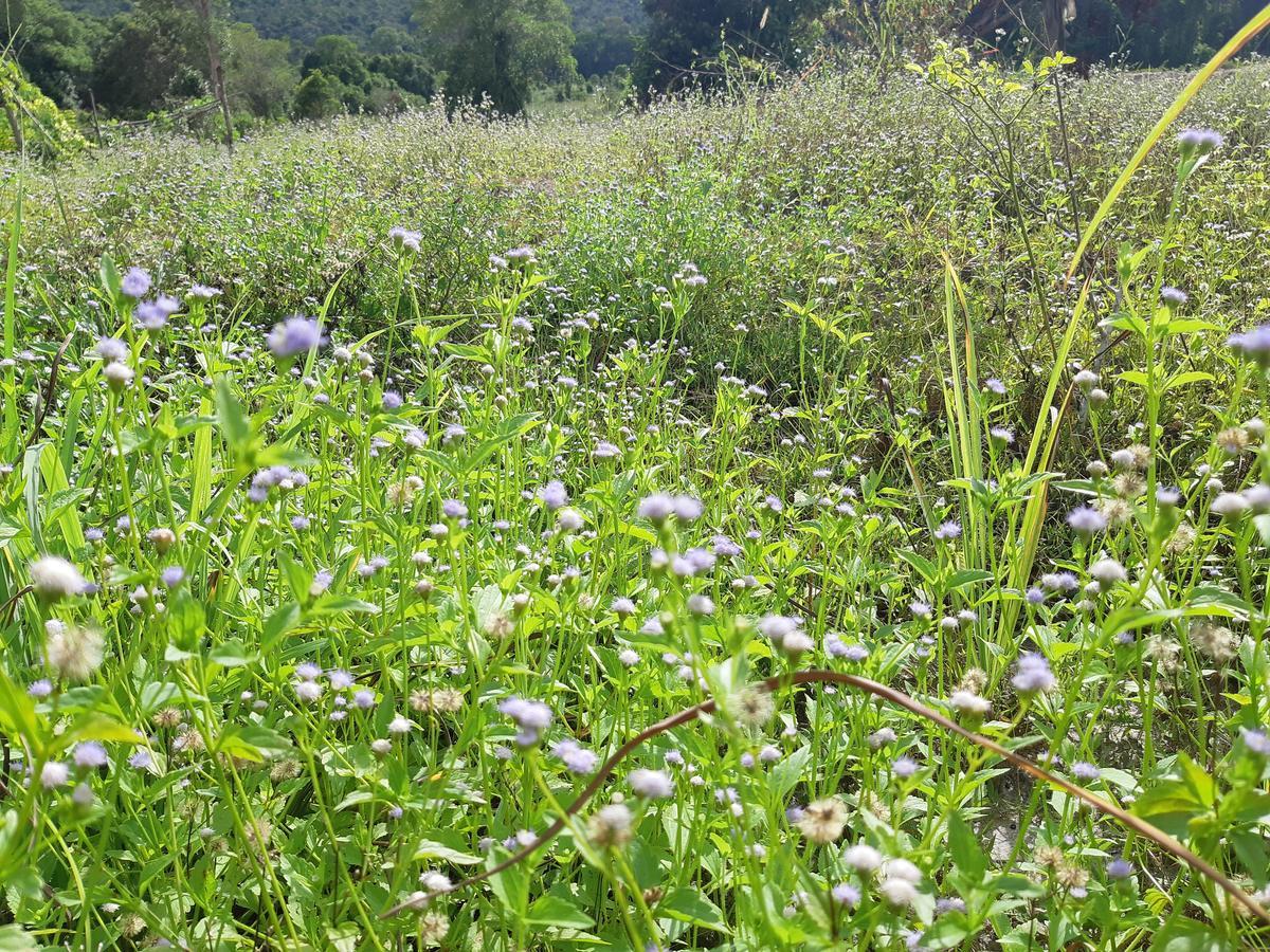 코롱 산로엠 Jungle Republic 호스텔 외부 사진